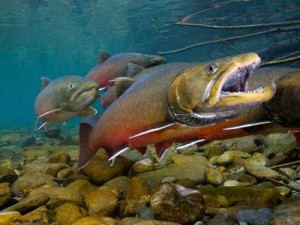 Bull Trout