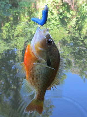 Plastic Worms For Catching Panfish – Freshwater Fishing News