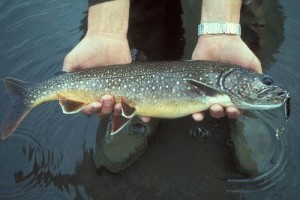lake trout
