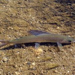 Arctic Grayling credit: National Park Service