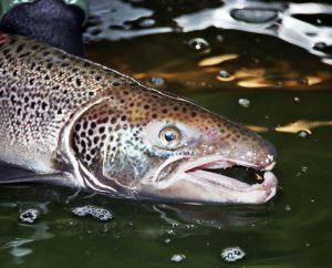 Atlantic Salmon
