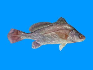 freshwater drum - sheepshead