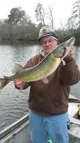 Maryland state record chain pickerel Lee Haile III
