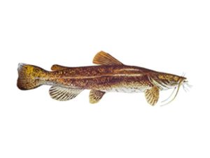 flathead catfish