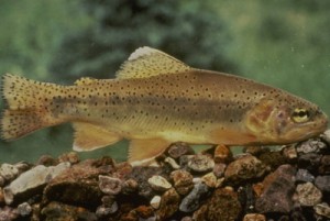 apache-trout