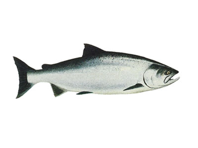 chinook-salmon