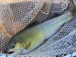 gila trout