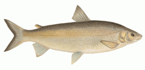 lake whitefish