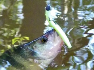 Texas rig with sliding bullet sinker