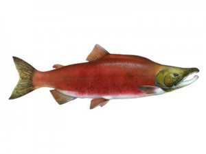 sockeye salmon