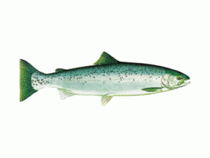 steehead rainbow trout