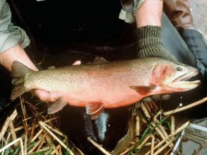 greenback cutthroat trout