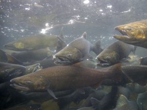 chinook king salmon