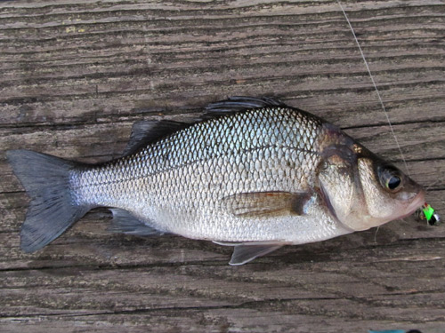 white perch