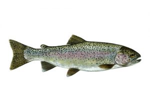 rainbow trout