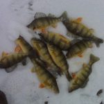 yellow perch