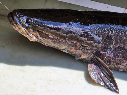 northern snakehead fish