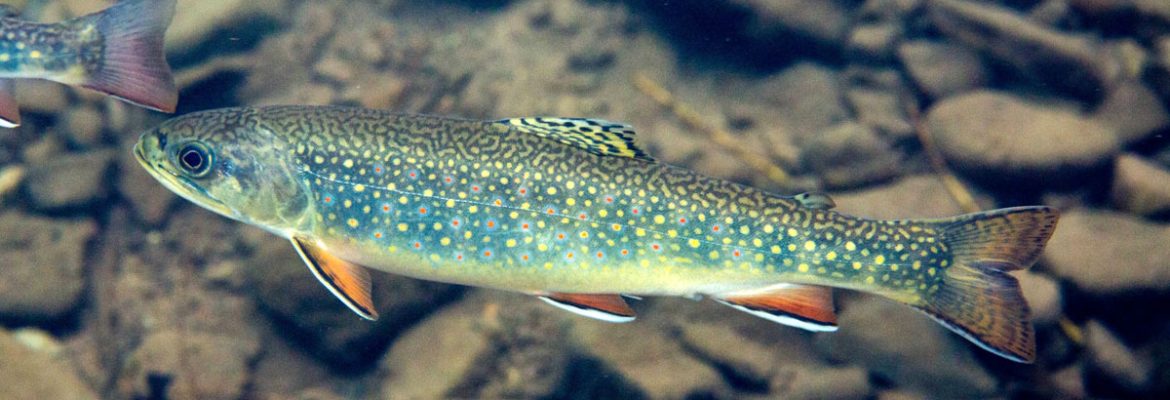 brook trout