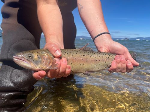 Lahontan Cutthroat Trout 