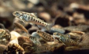 atlantic salmon parr