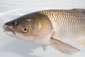 grass carp