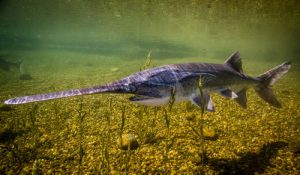 Paddlefish