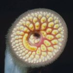 sea lamprey mouth