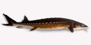 Shortnose Sturgeon