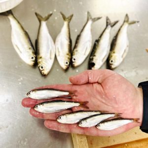 Lake Ontario alewife abundance