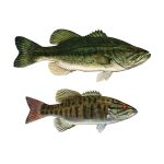 largemouth and smallmouth black bass