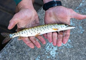 Young Muskellunge or Muskie