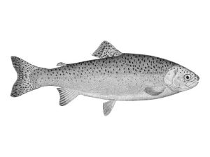 rainbow trout vintage illustration
