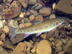 rainbow trout in rocky stream
