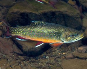 Brook trout in stream