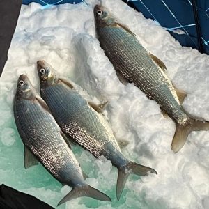 Lake Superior Chequamegon Bay Whitefish