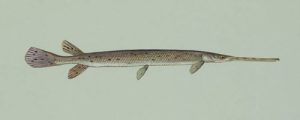 longnose gar fish